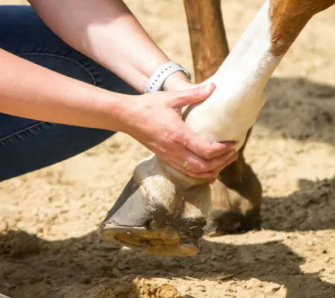 Horse receiving therapeutic massage on its joints.